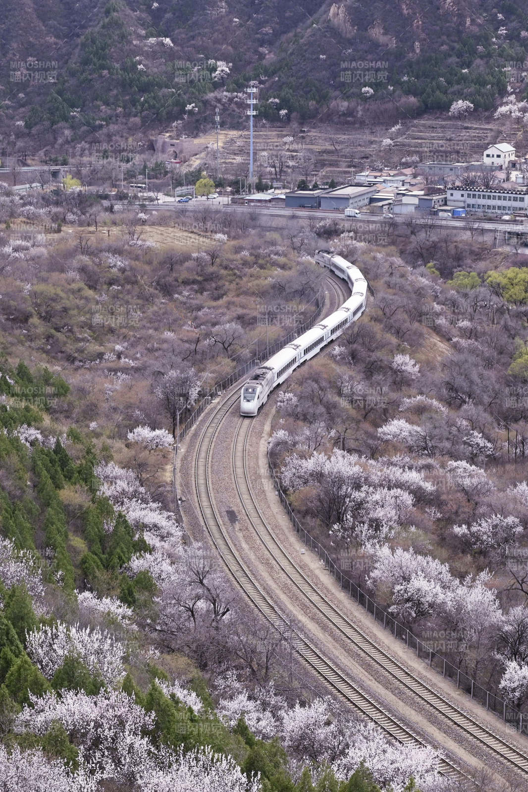 山間，列車蜿蜒穿花海。居庸關花海。