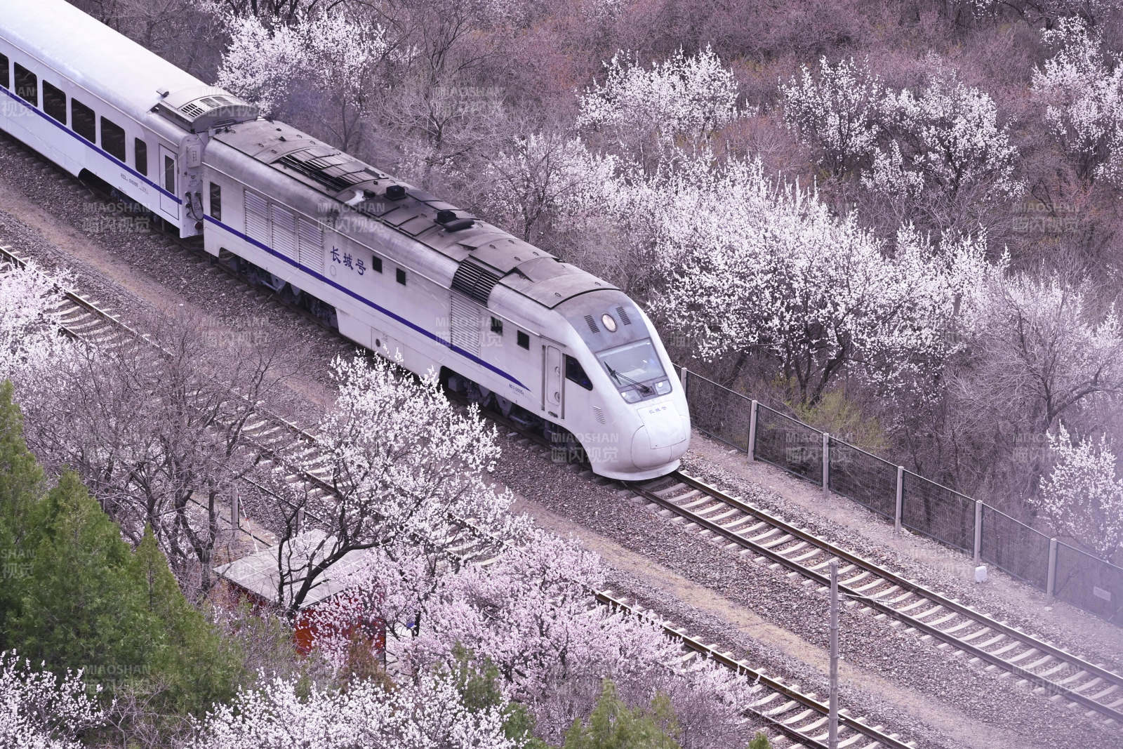 列車穿越花海