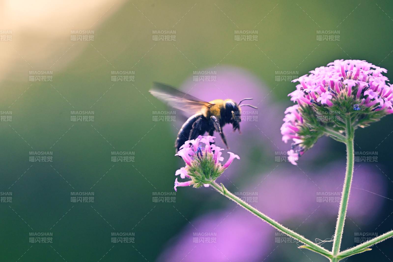 蜜蜂采蜜花間舞