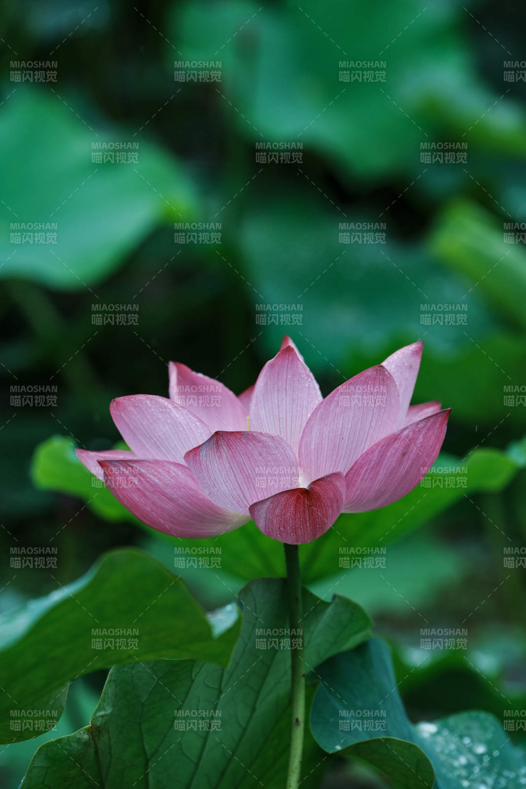 粉蓮靜綻綠葉間