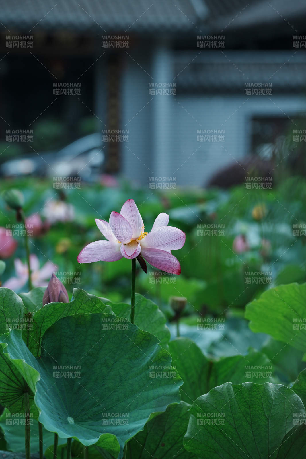 池塘中的蓮花盛開