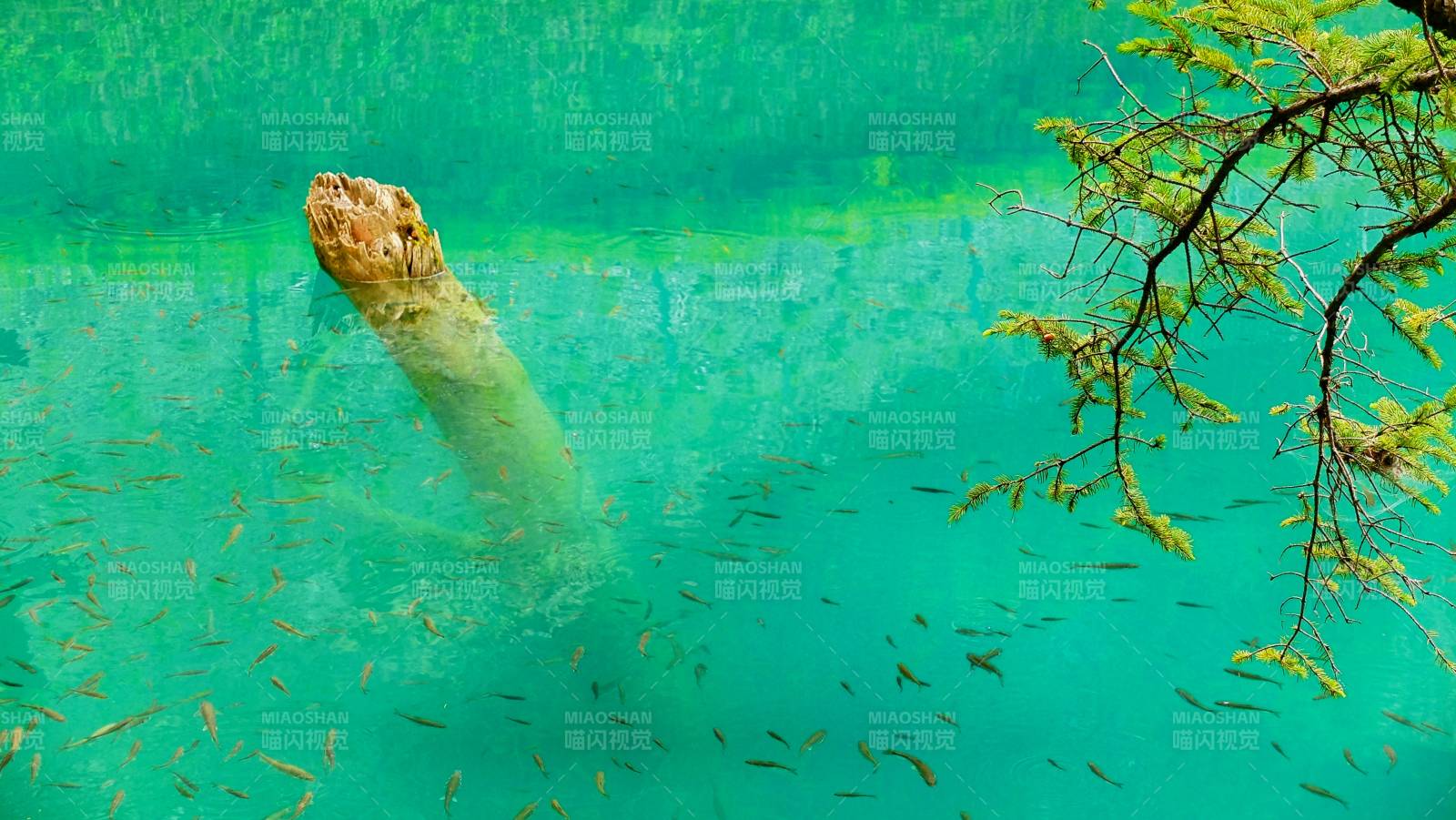 九寨歸來不看水