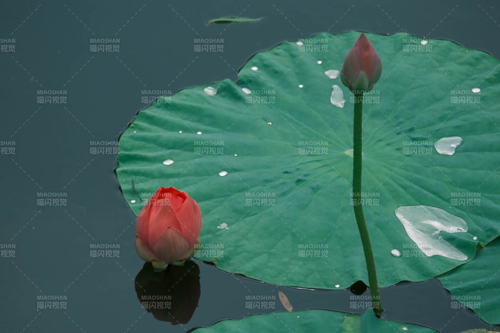 荷葉上的兩朵蓮花