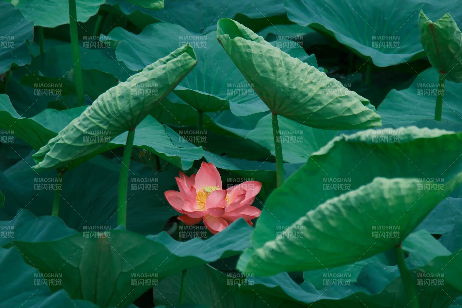 荷塘中的粉色蓮花