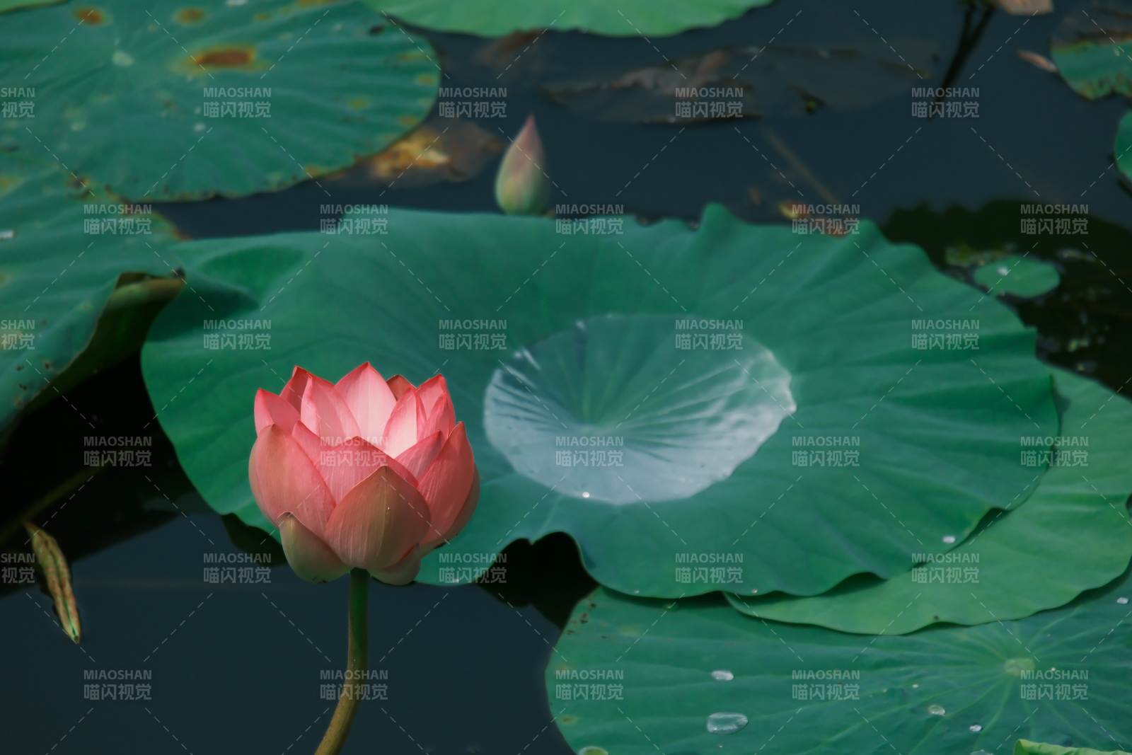 池塘中的蓮花與荷葉