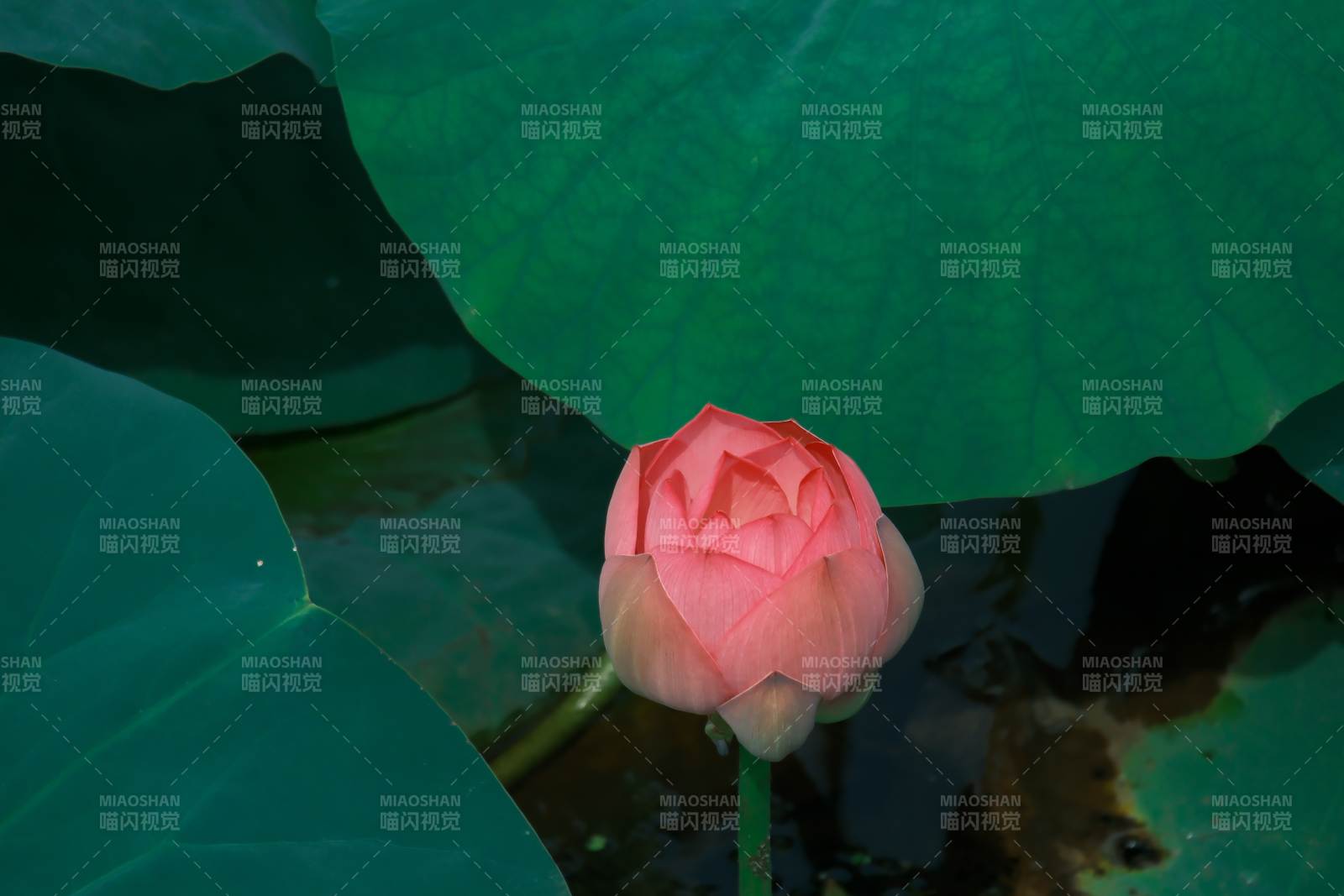 蓮花初綻 綠葉相襯