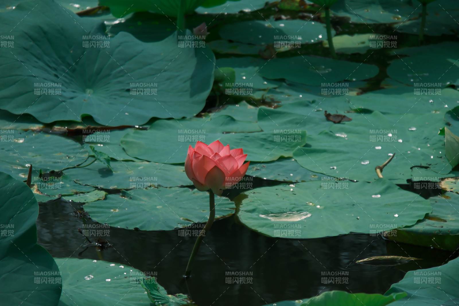 池塘中的蓮花盛開