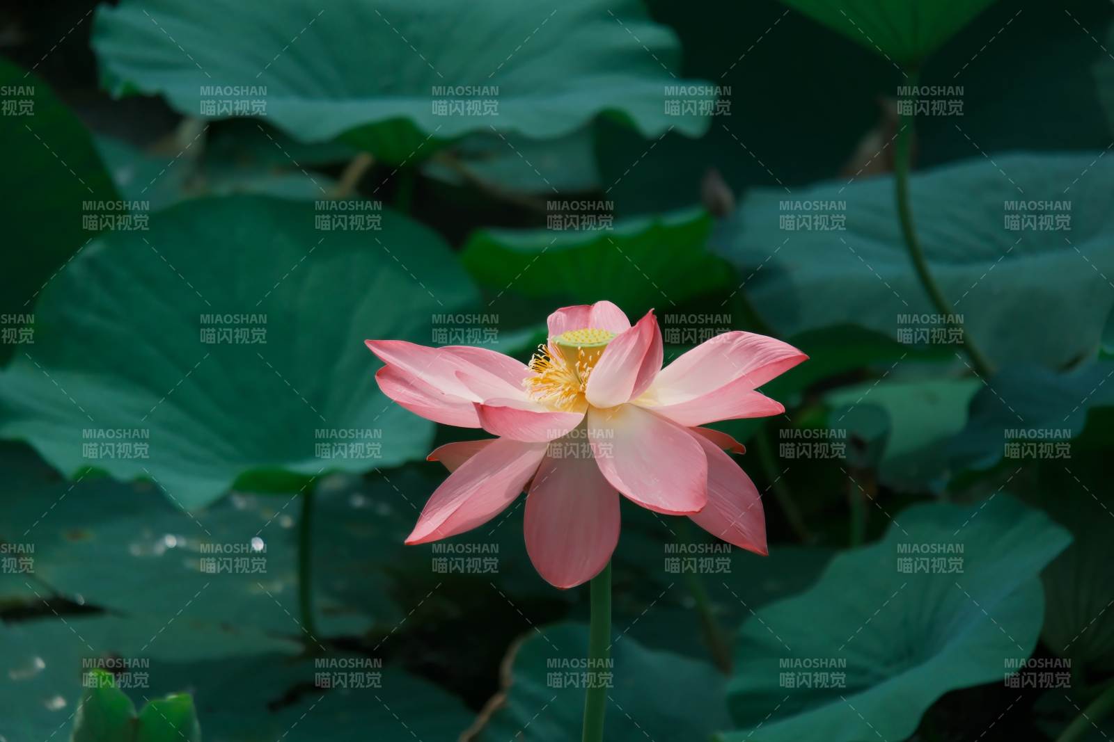 池塘中的蓮花盛開
