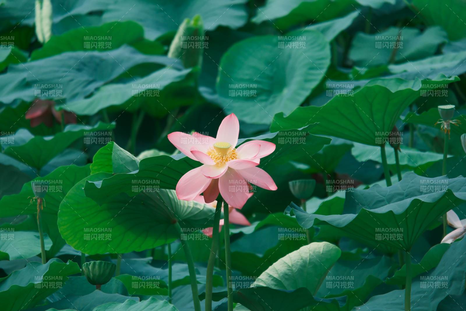 荷塘中的粉色蓮花