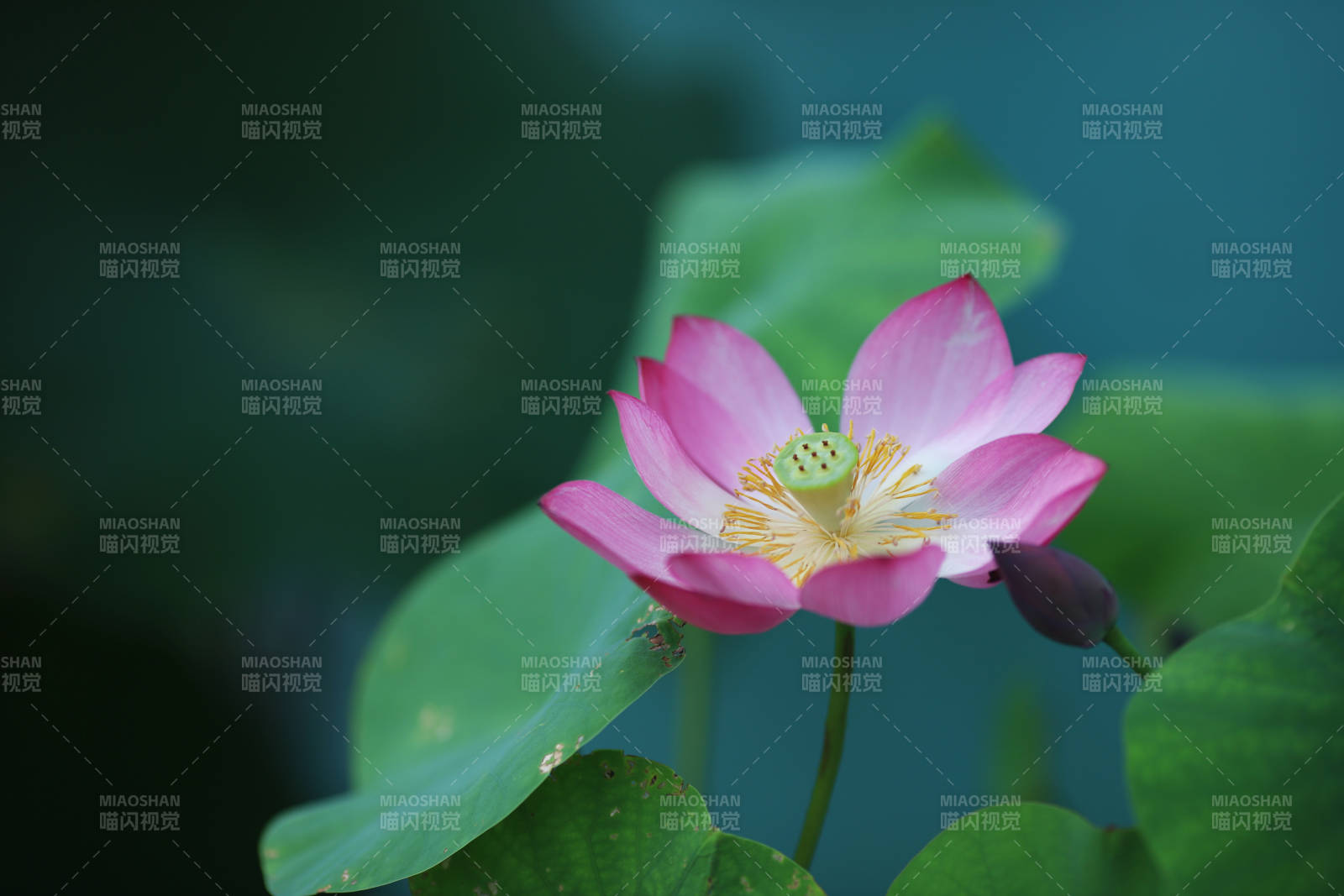 粉蓮靜綻綠葉間