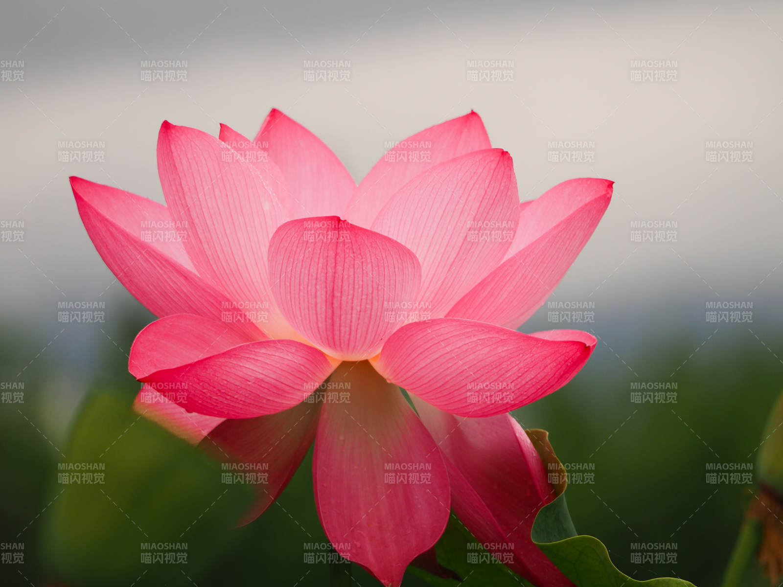 粉紅蓮花綻放美麗瞬間
