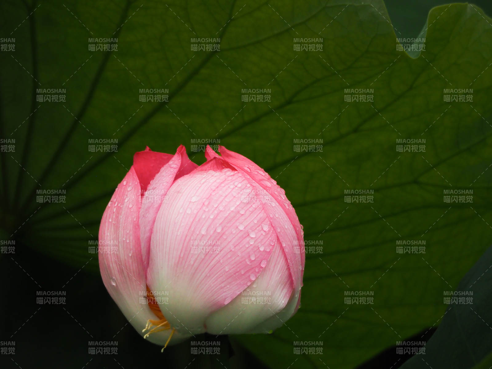 含苞待放的蓮花