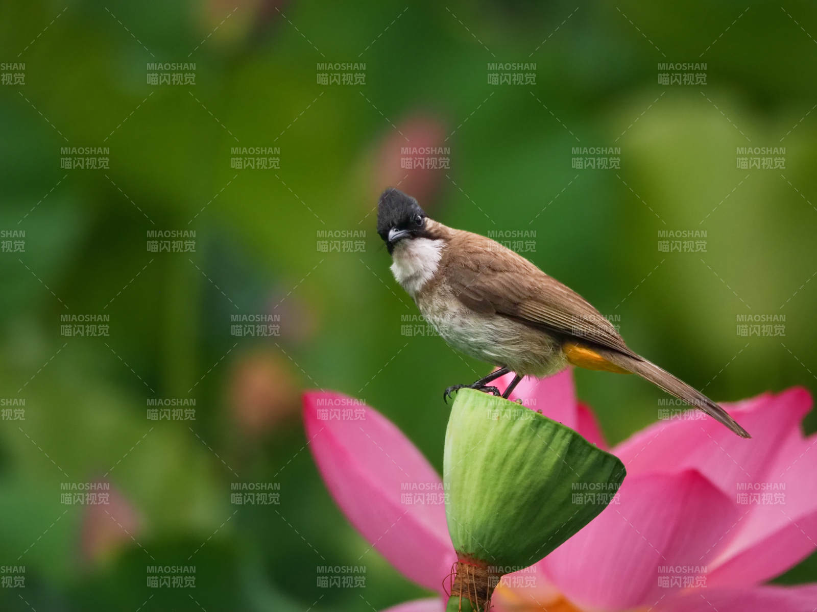 小鳥棲息蓮花上