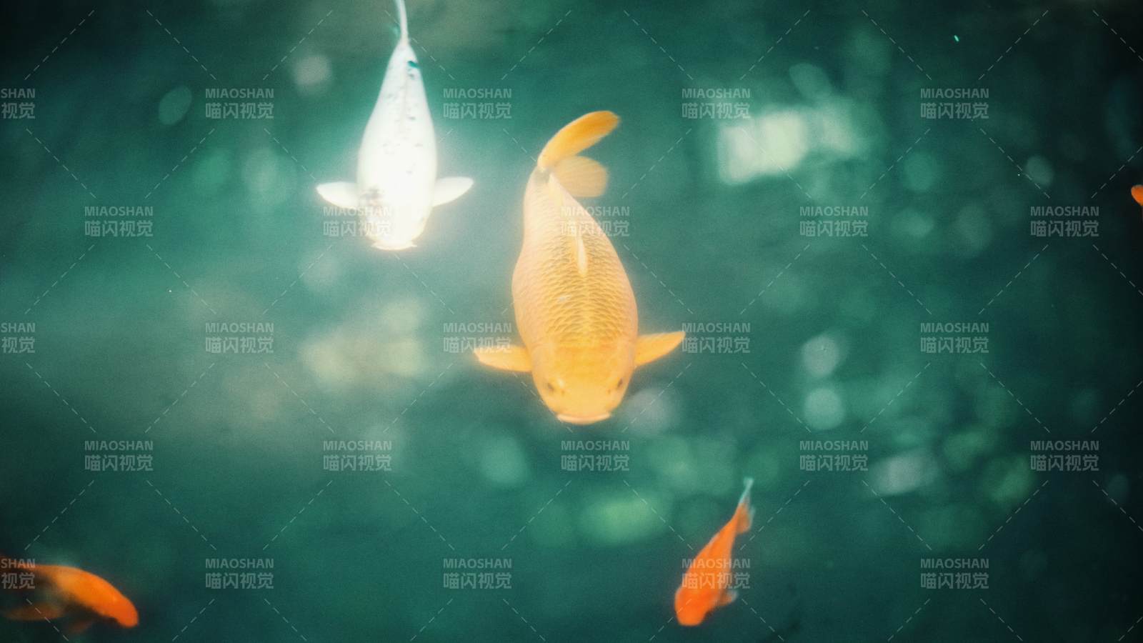水中游動的金魚