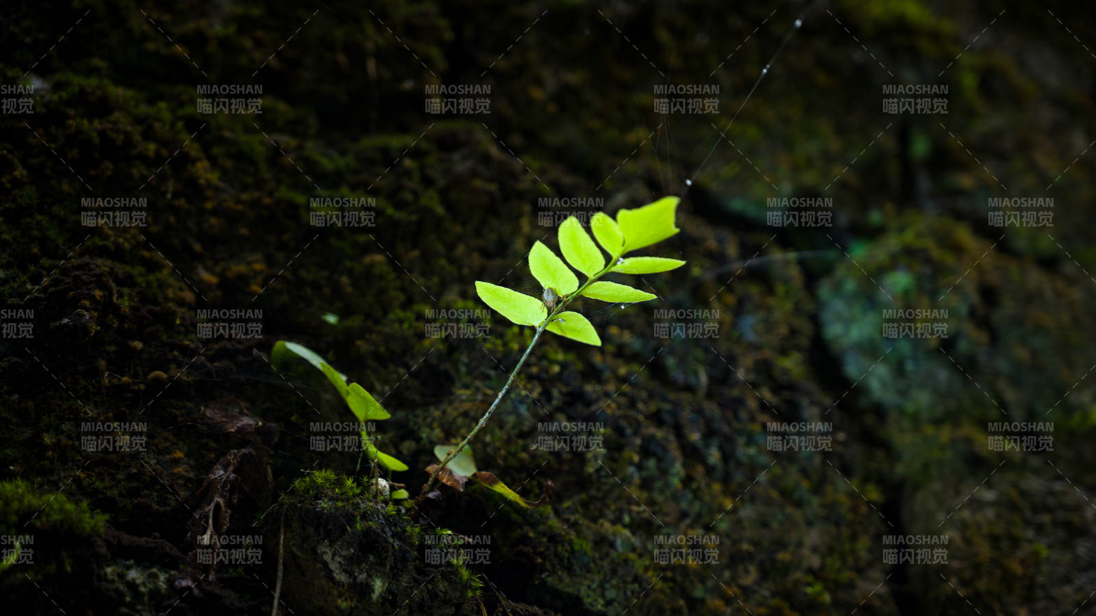 巖縫中的綠葉和蜘蛛