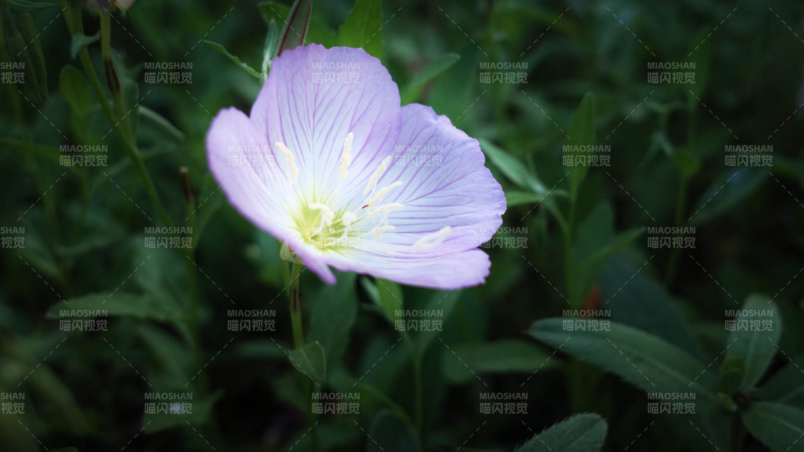月下月見草