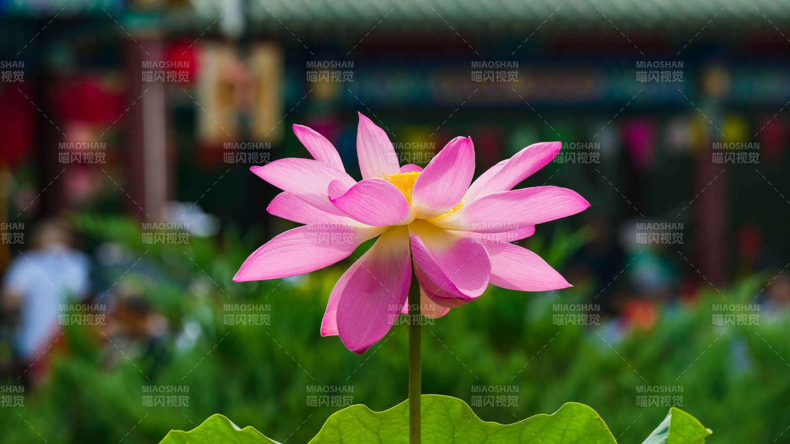 池塘中的粉色蓮花