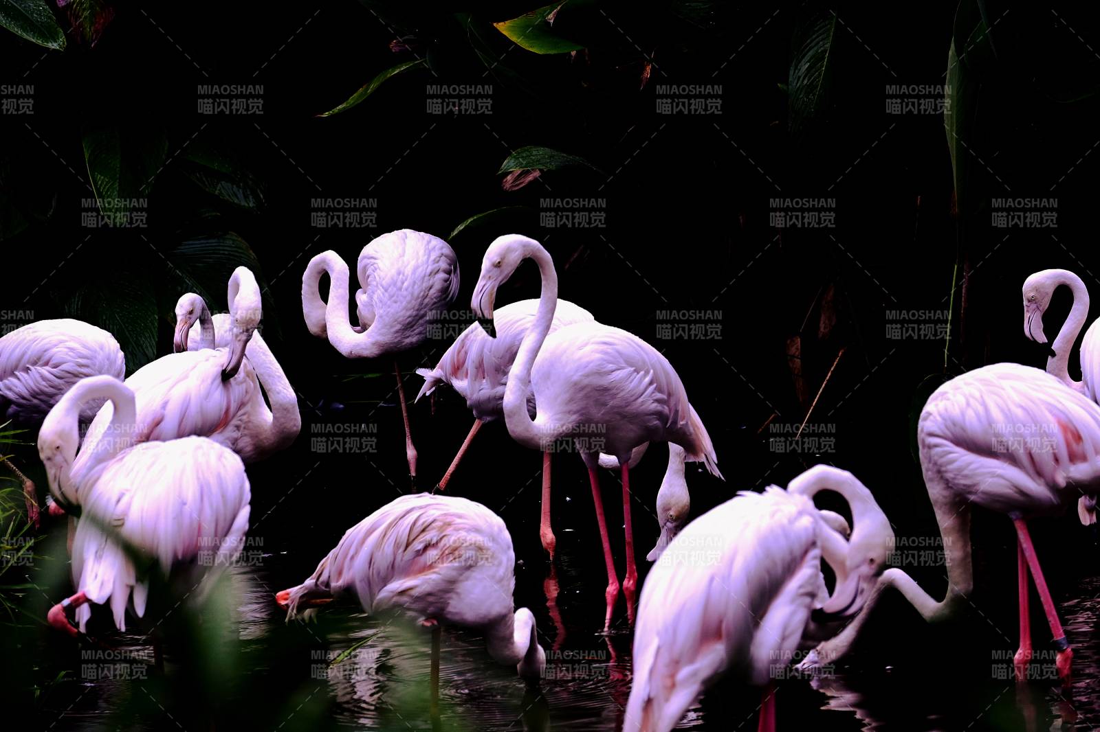 粉紅火烈鳥群棲息圖