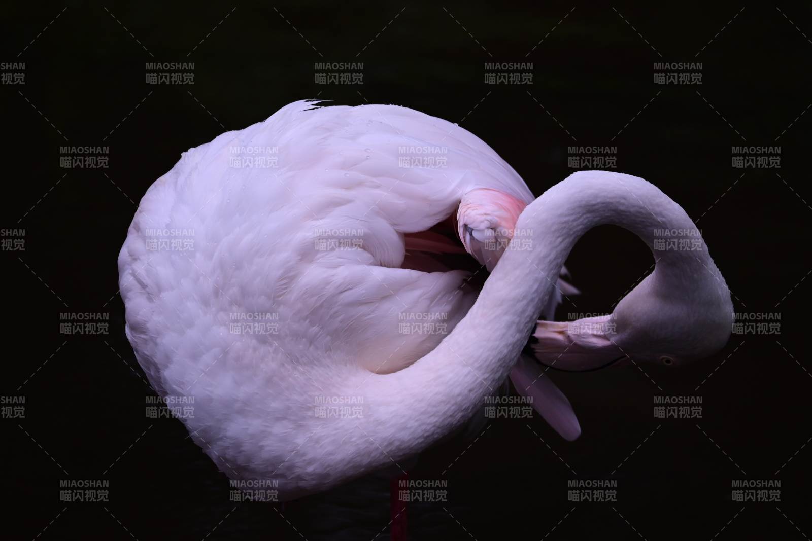 粉紅火烈鳥的優雅姿態