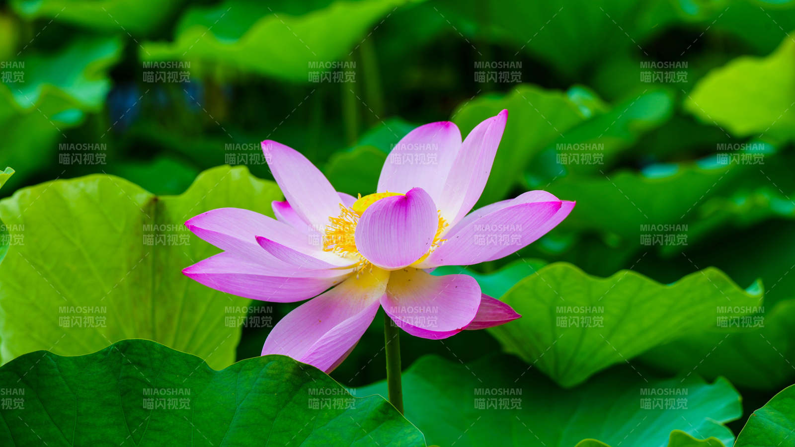 池塘中的粉色蓮花