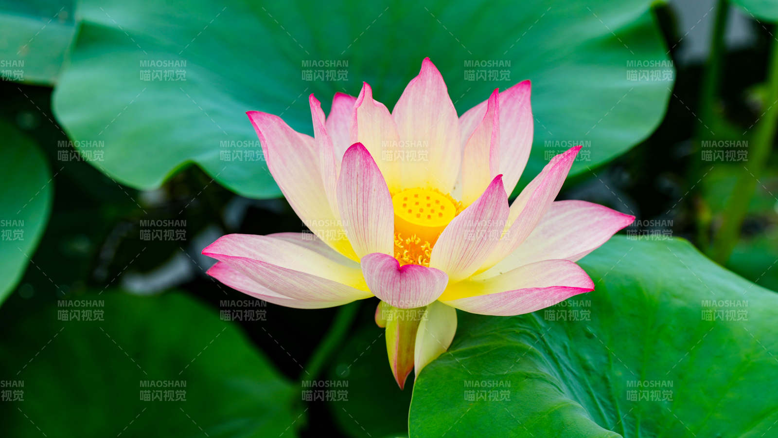 粉色蓮花綻放水中