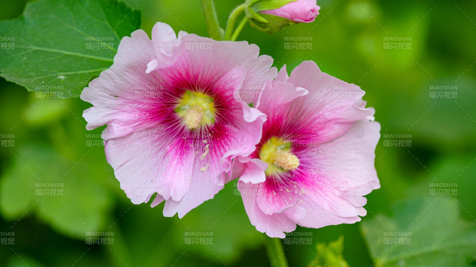 蜀葵花綻放于綠葉間