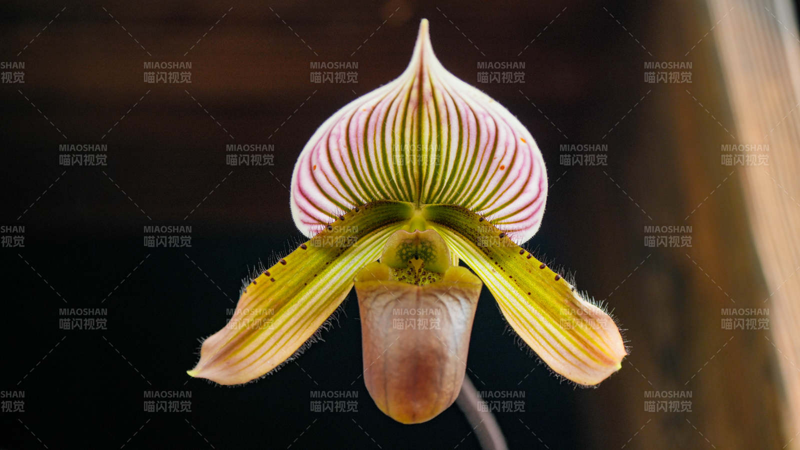 蘭花之美 獨特造型綻放