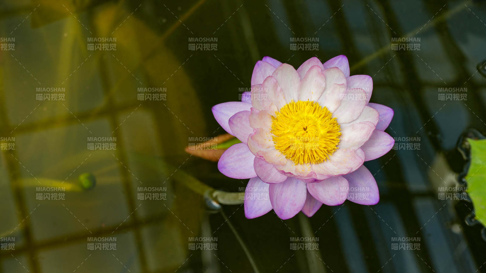 池中綻放的粉色蓮花