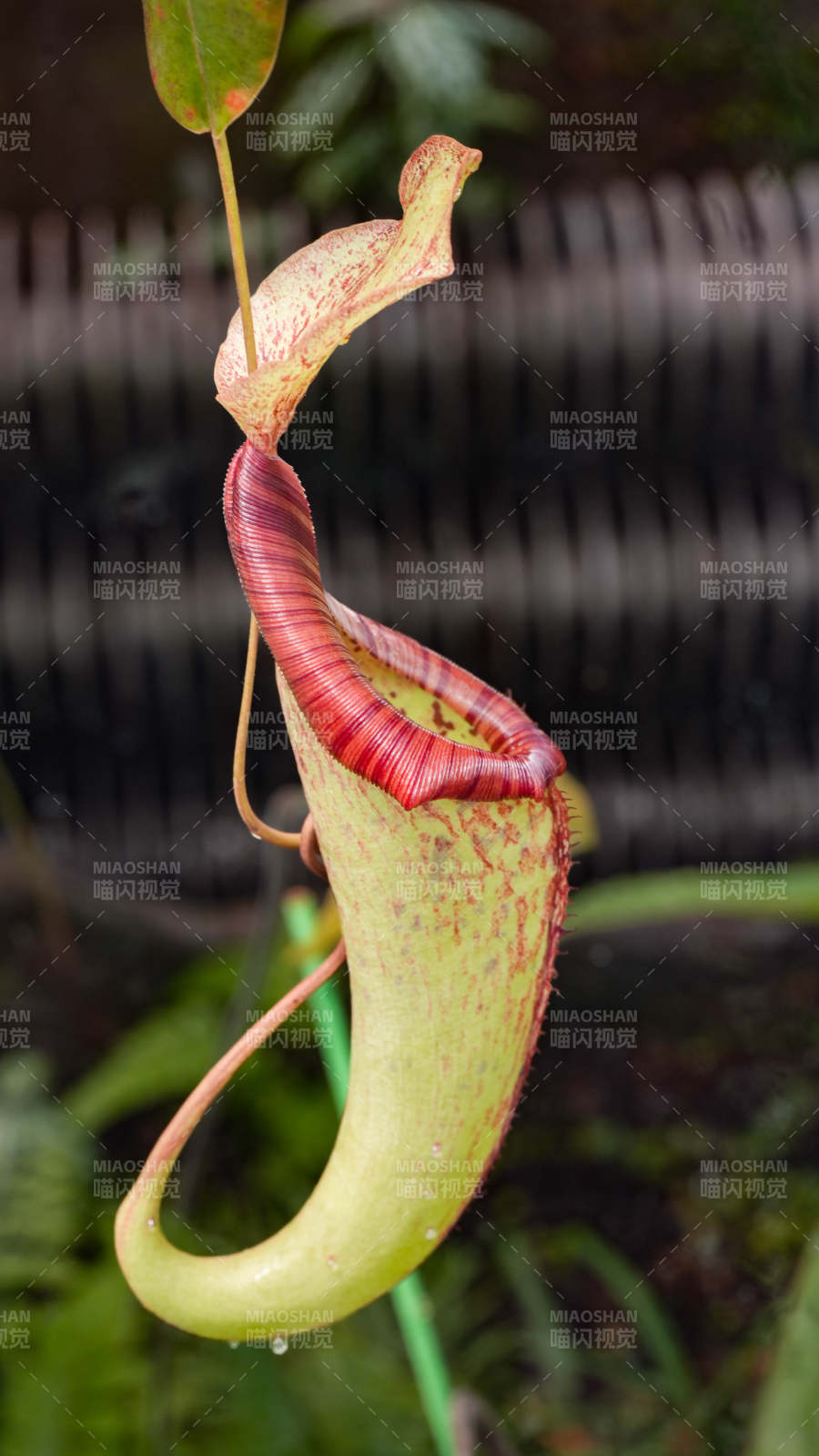 熱帶食蟲植物瓶子草