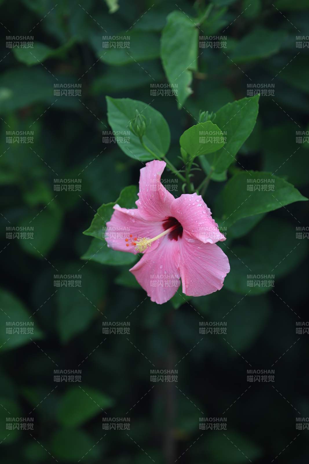粉色芙蓉花綻放綠葉間
