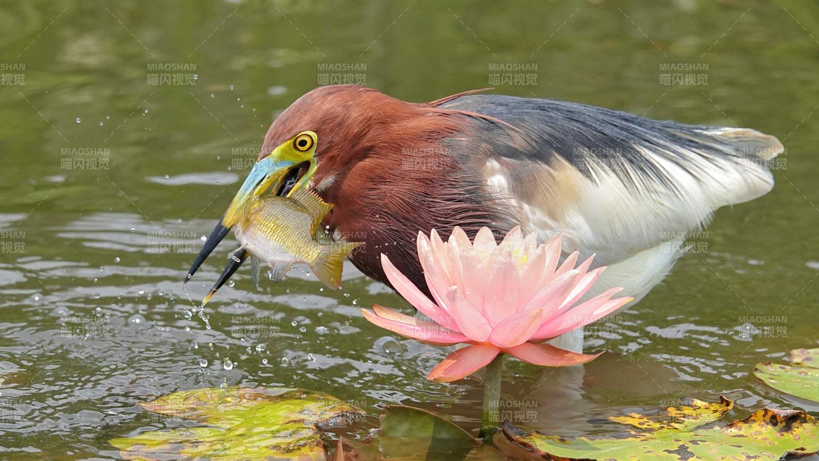 池塘鷺鳥捕食瞬間