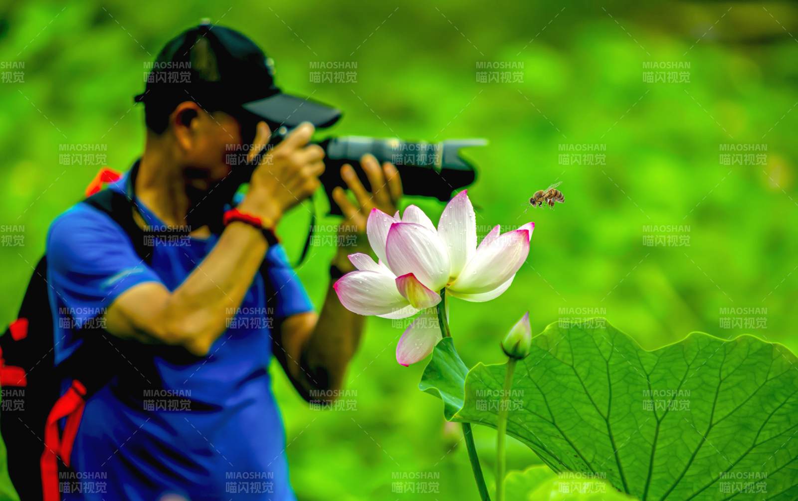 攝影師專注拍攝蓮花美景