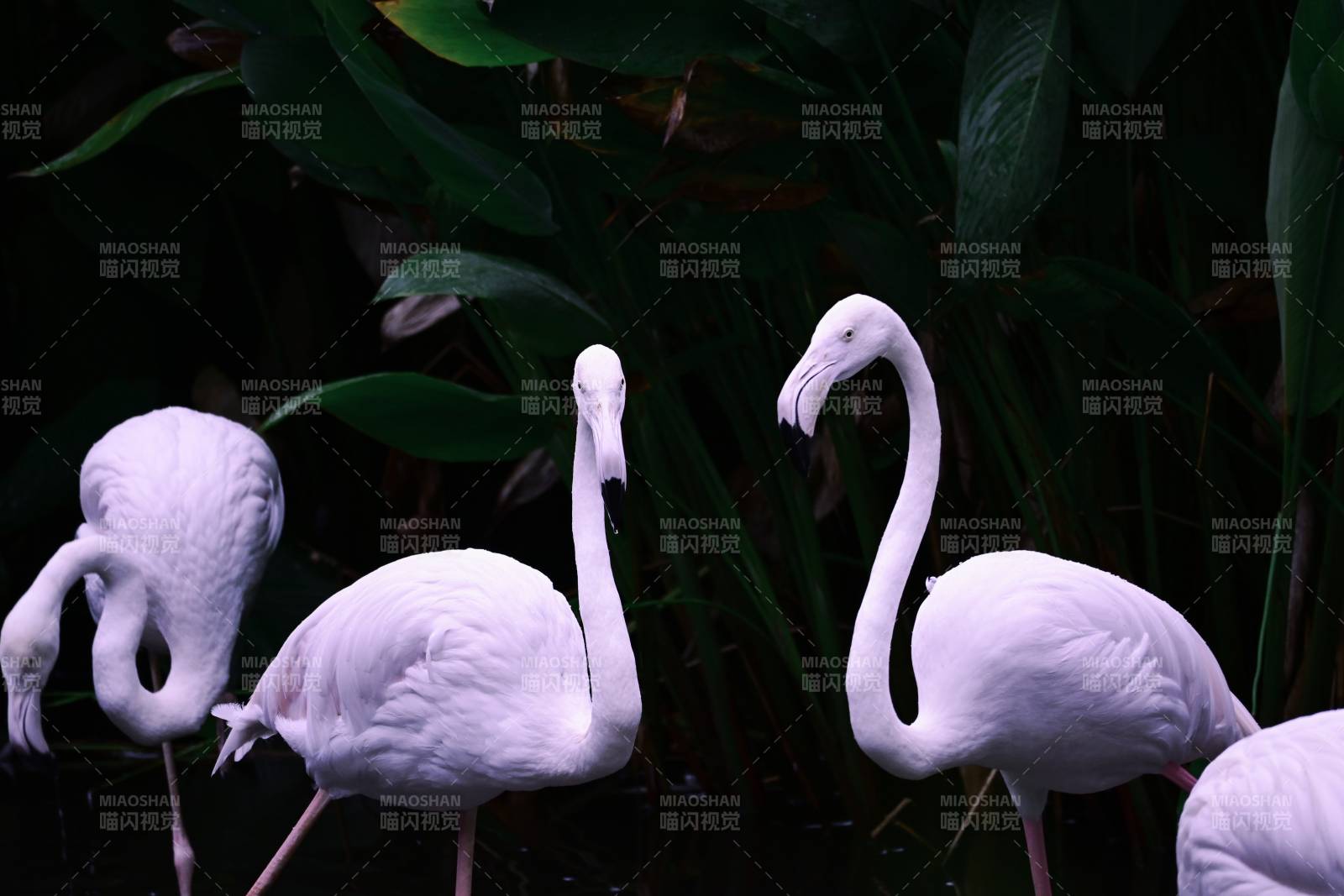 粉色火烈鳥在綠植間漫步