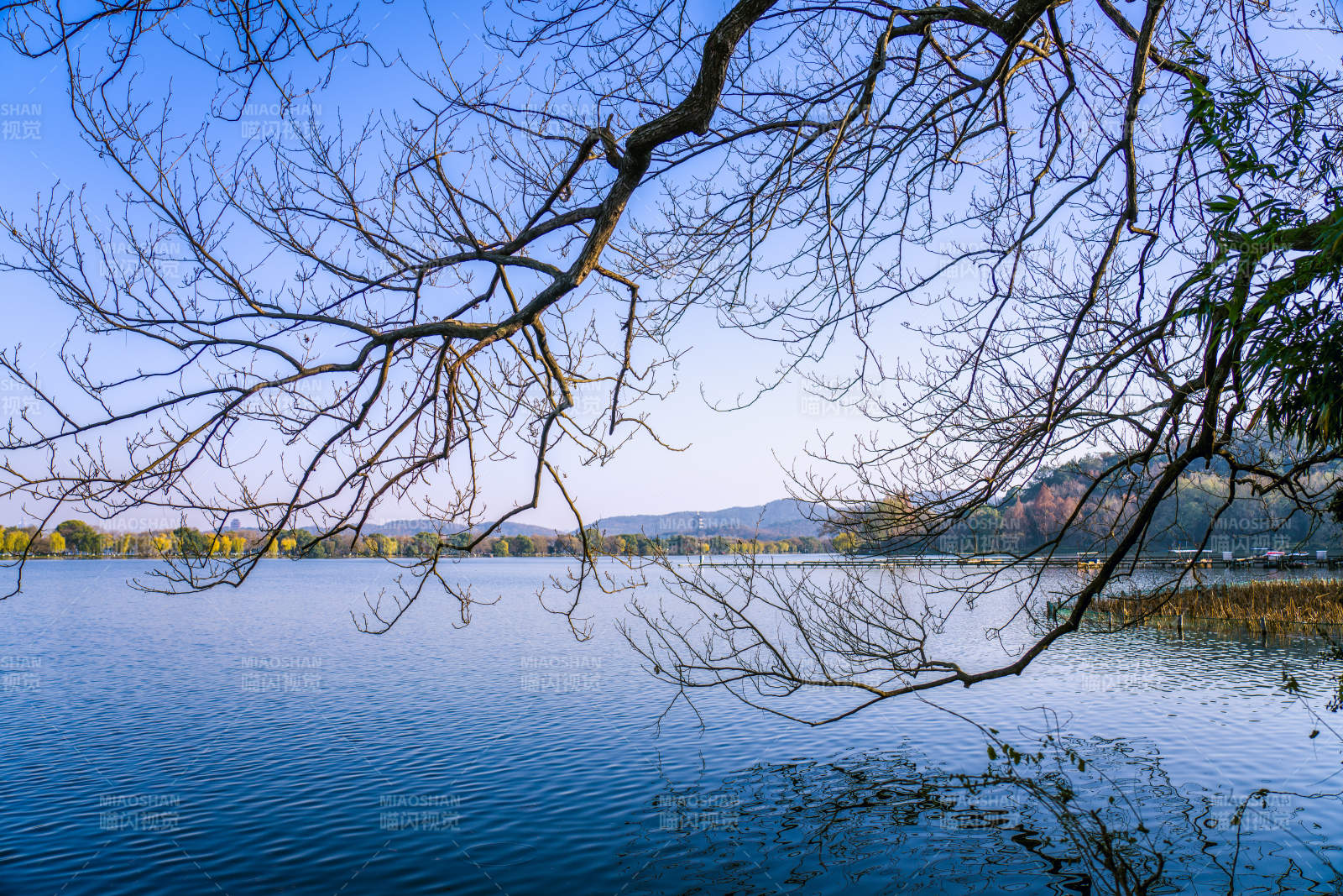 湖畔枝影映藍天
