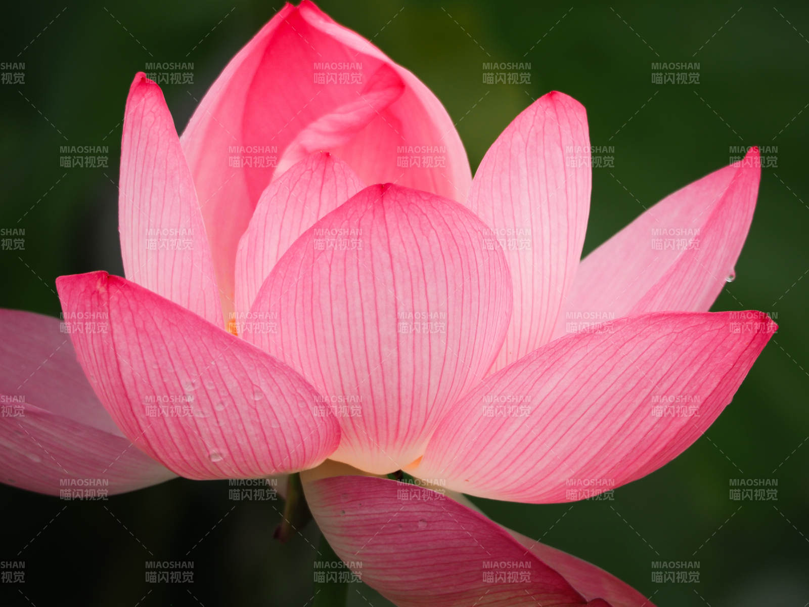 粉色蓮花綻放之美