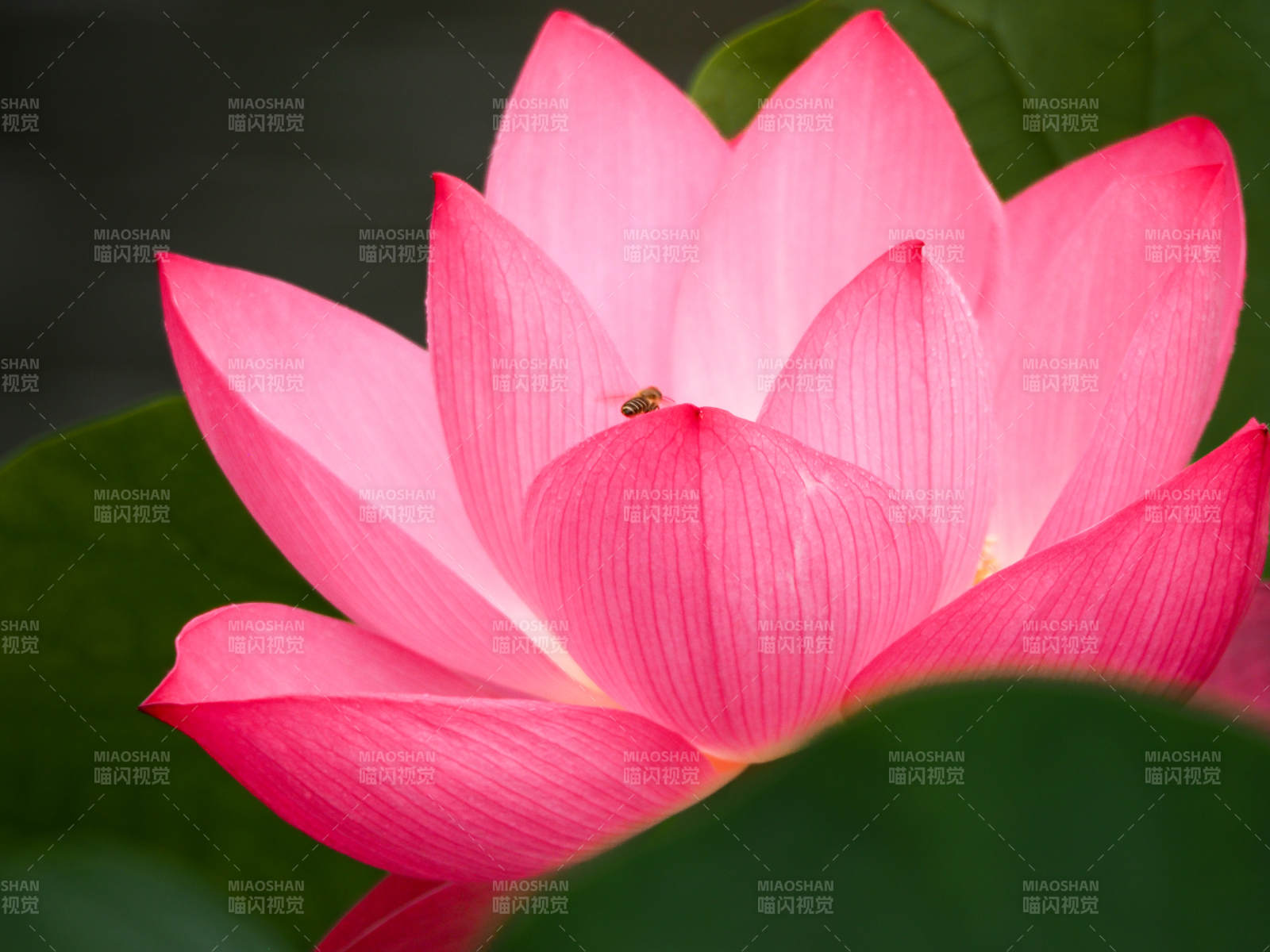 粉紅蓮花綻放之美