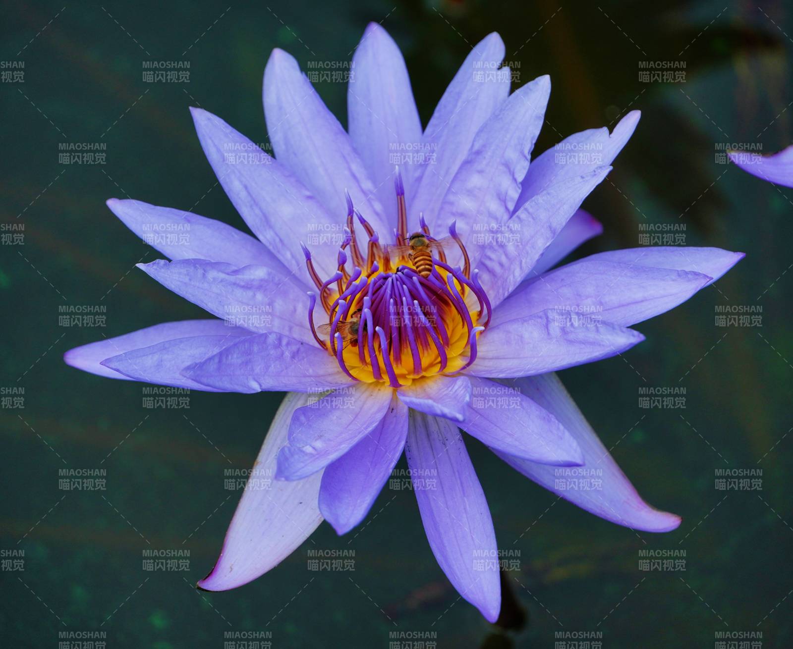 紫色蓮花綻放水中