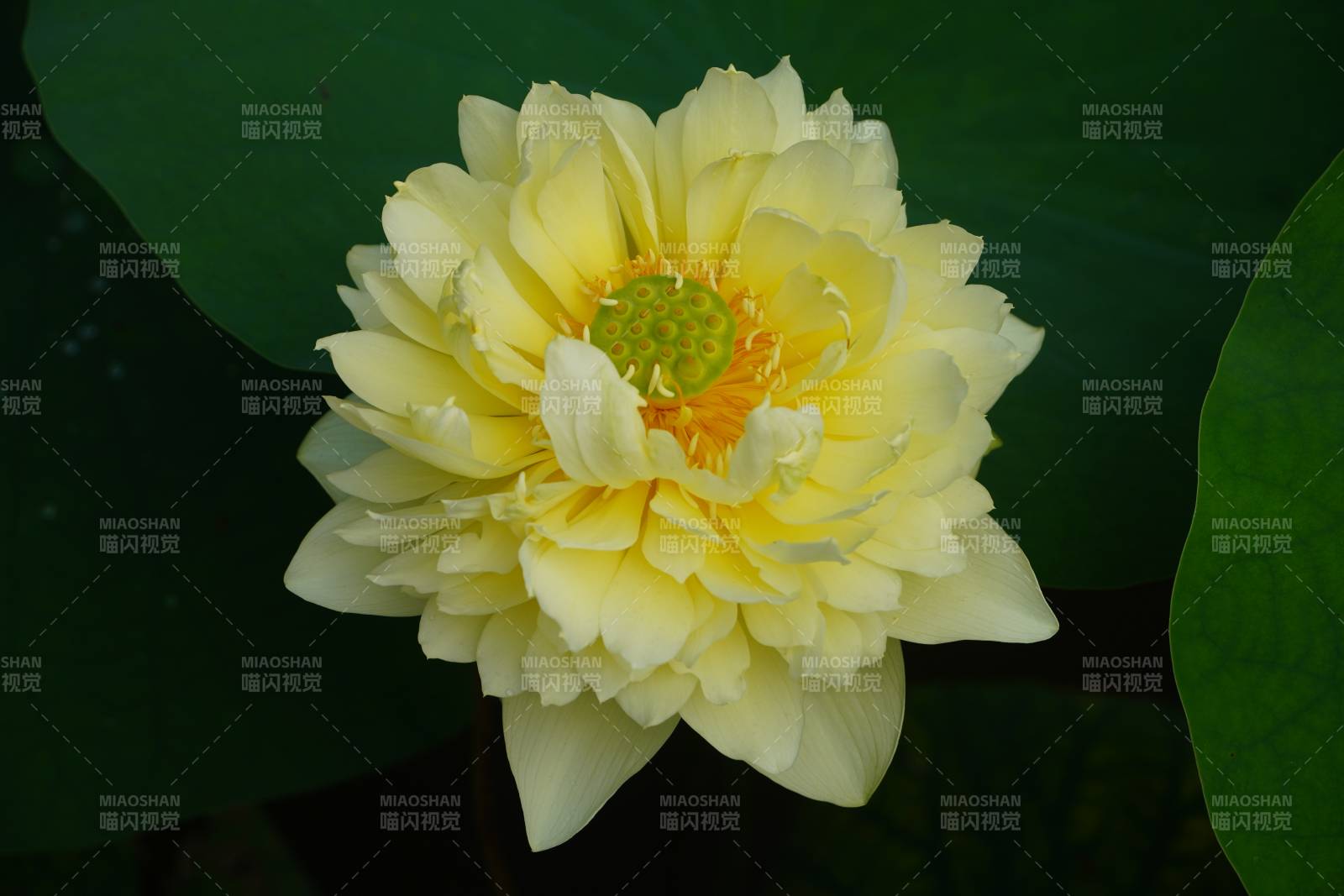 淡雅蓮花靜謐綻放