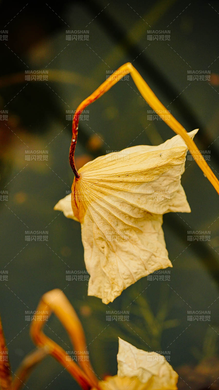 枯萎的花瓣在水中漂浮