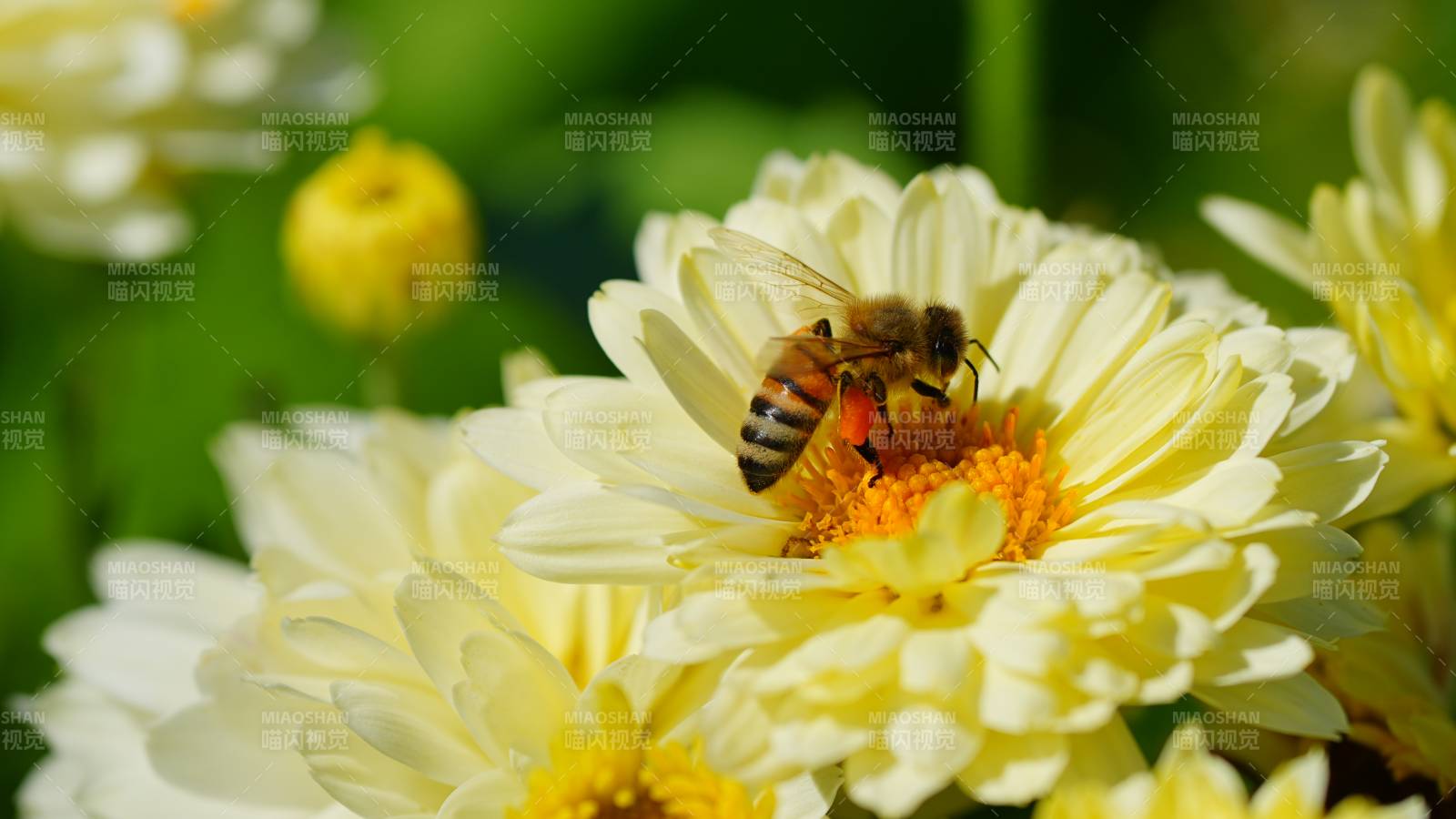 蜜蜂采蜜花間忙