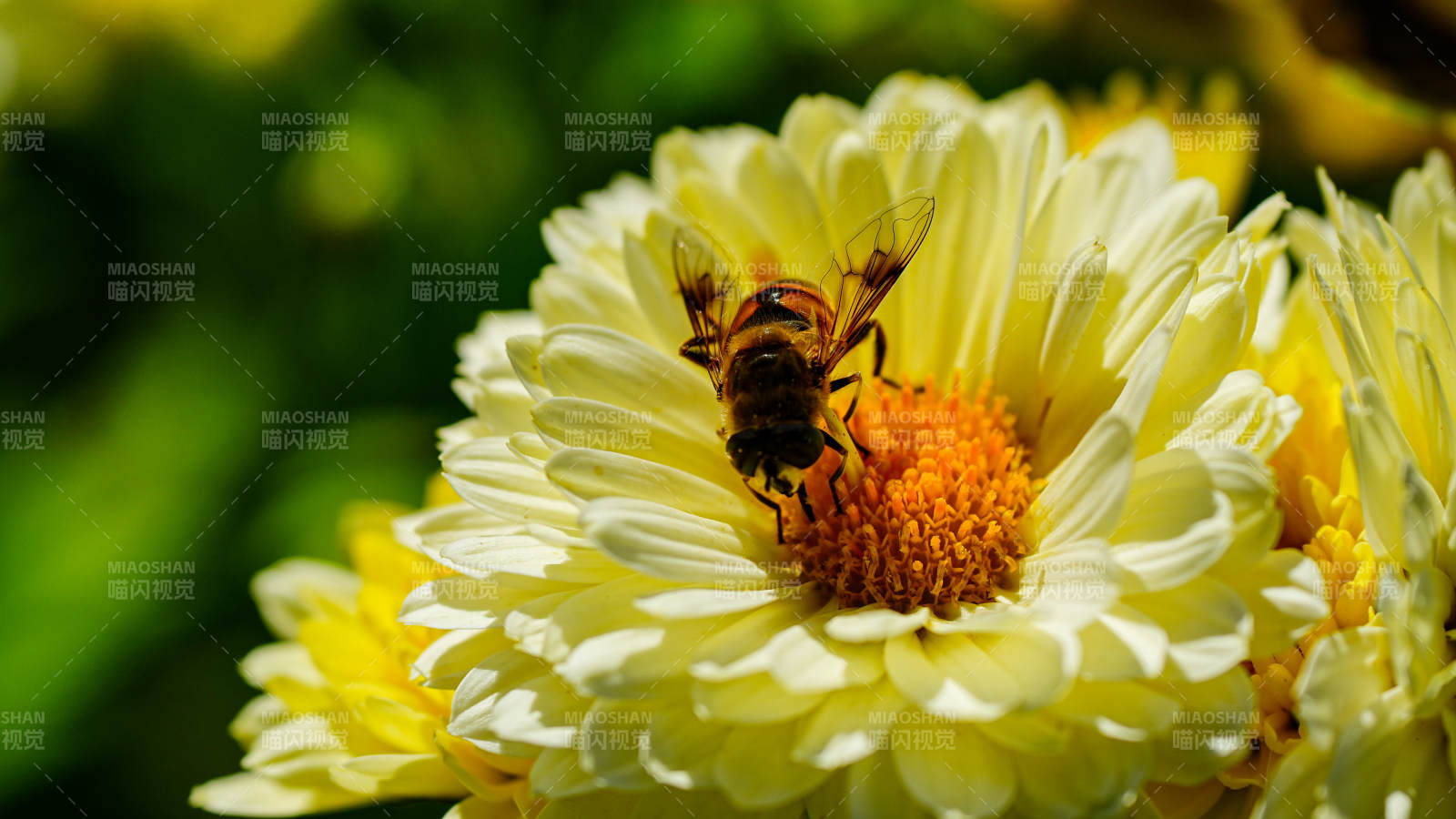 蜜蜂采蜜于黃色花朵上