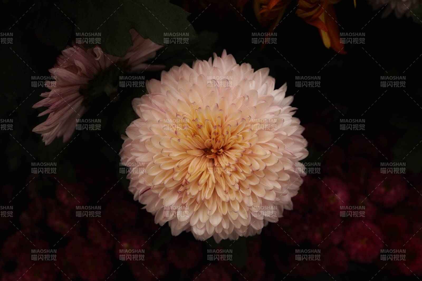 淡雅菊花 靜謐綻放