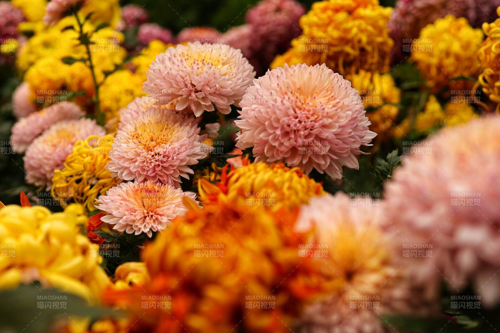 秋日菊花綻放美景