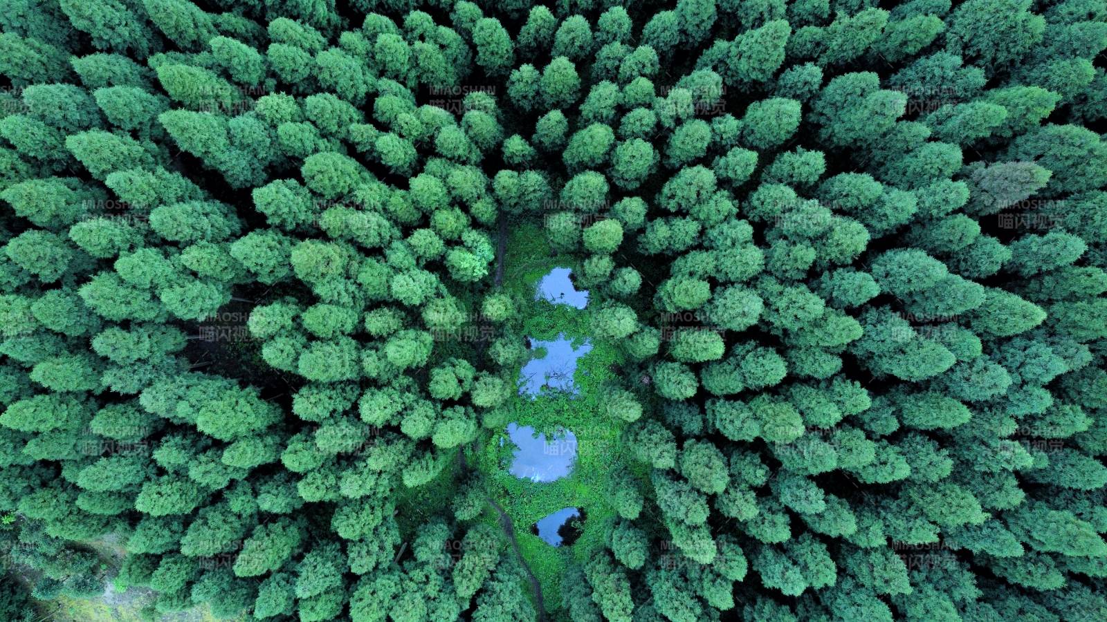 森林中央藍色湖泊