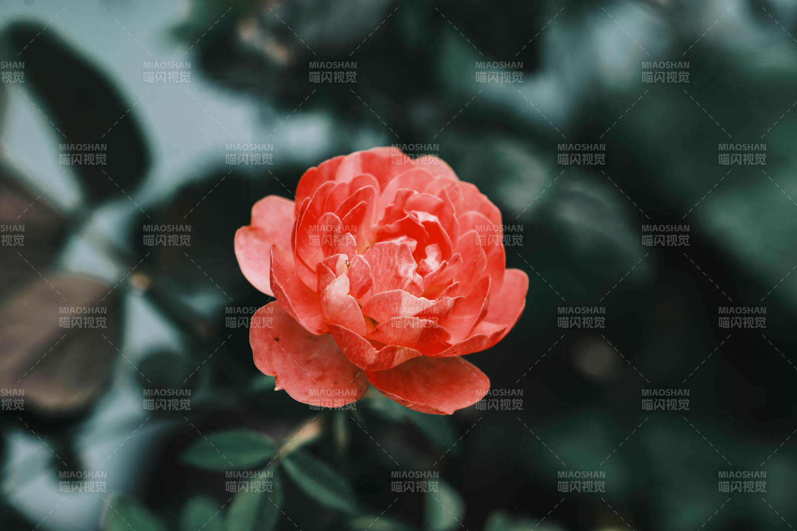 綻放的橙色月季花