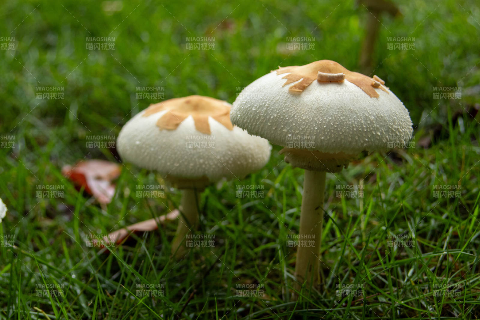 草地上的蘑菇