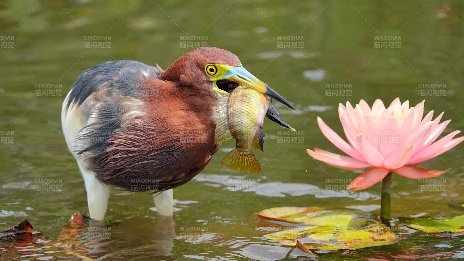 池鷺捕魚 蓮花相伴