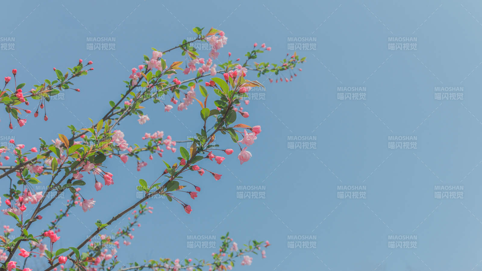 春日枝頭海棠花綻放