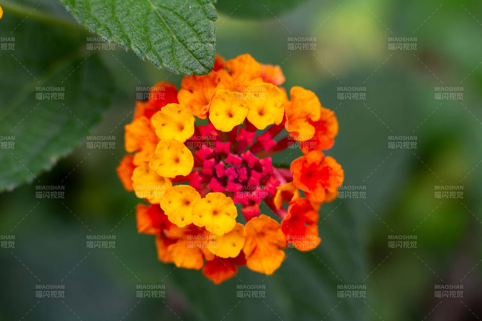 橙紅相間的美麗花朵