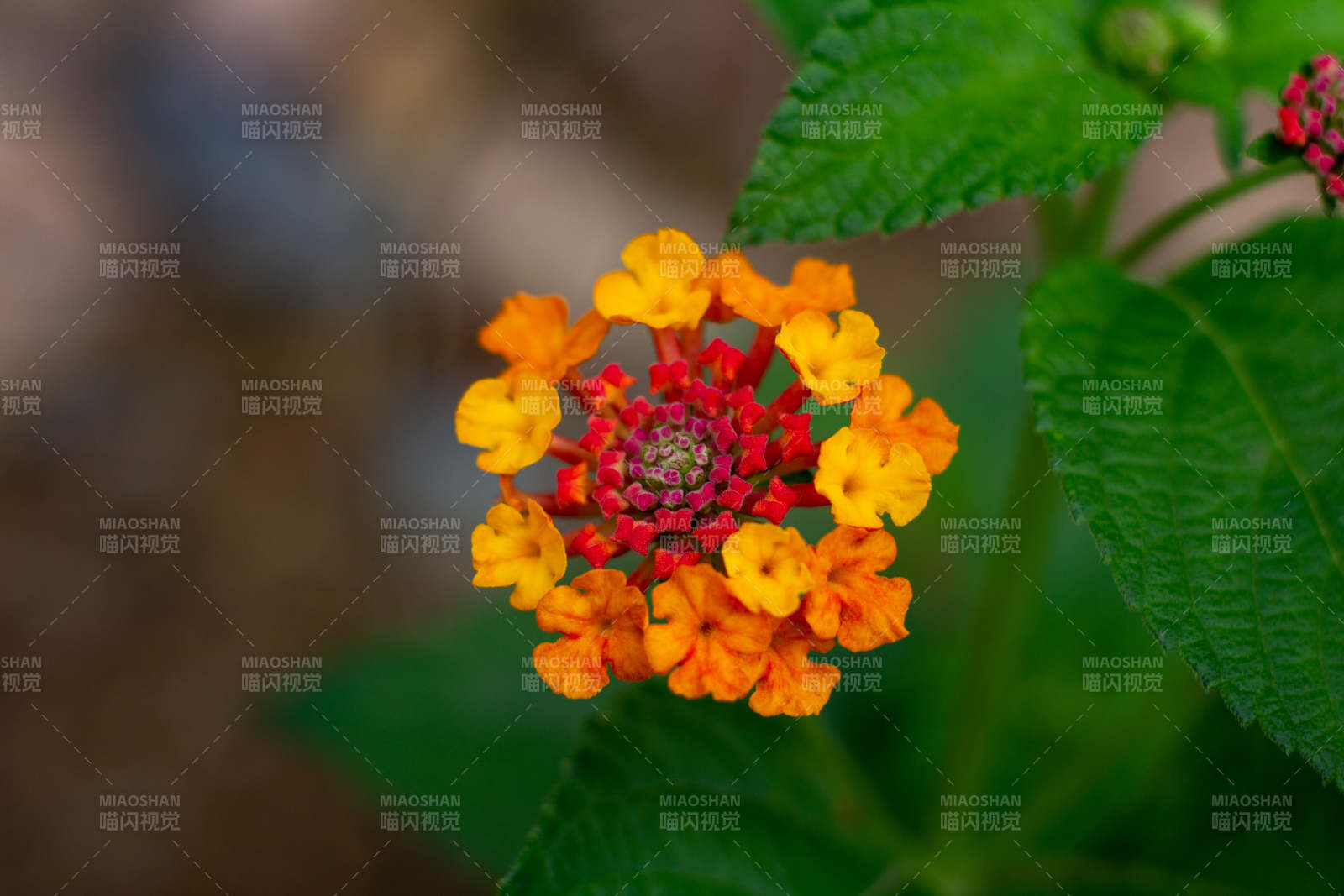 橙紅相間的美麗花朵